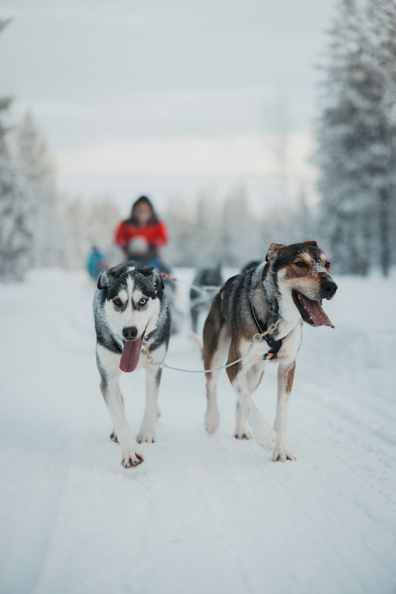 Two dogs pulling a person on a sled in the snow